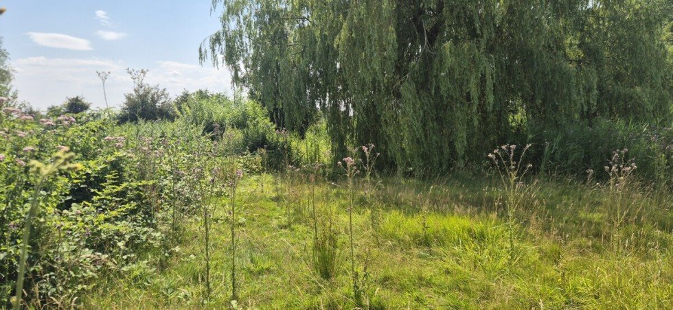 jetzt zugewachsen Ferienhaus Wisch /Heidkate